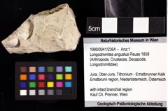 Foto (Objket + Etiketten) von Longodromites angustus (Reuss 1858) 